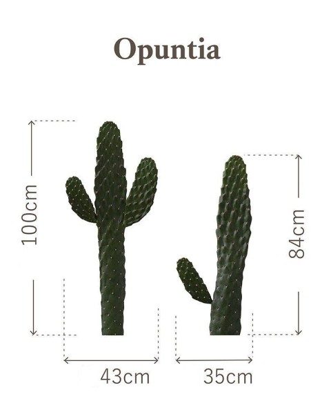 Botanical Sticker | Prickly pear | HMST-BTS-M06
